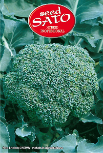Cabbage Broccoli Hybrid Marathon